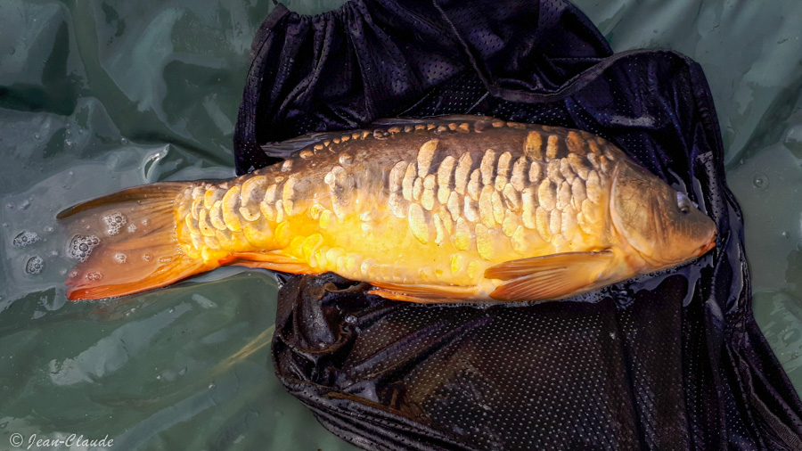 Carpe 4,5kg