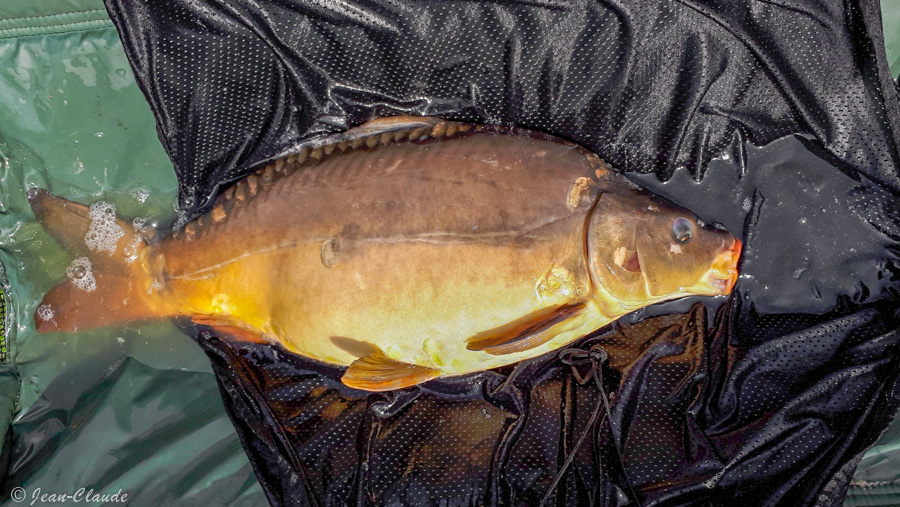 Carpe 7.5kg