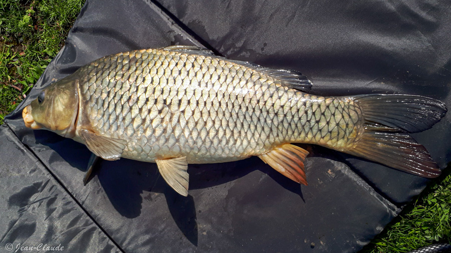 Carpe 2-3kg
