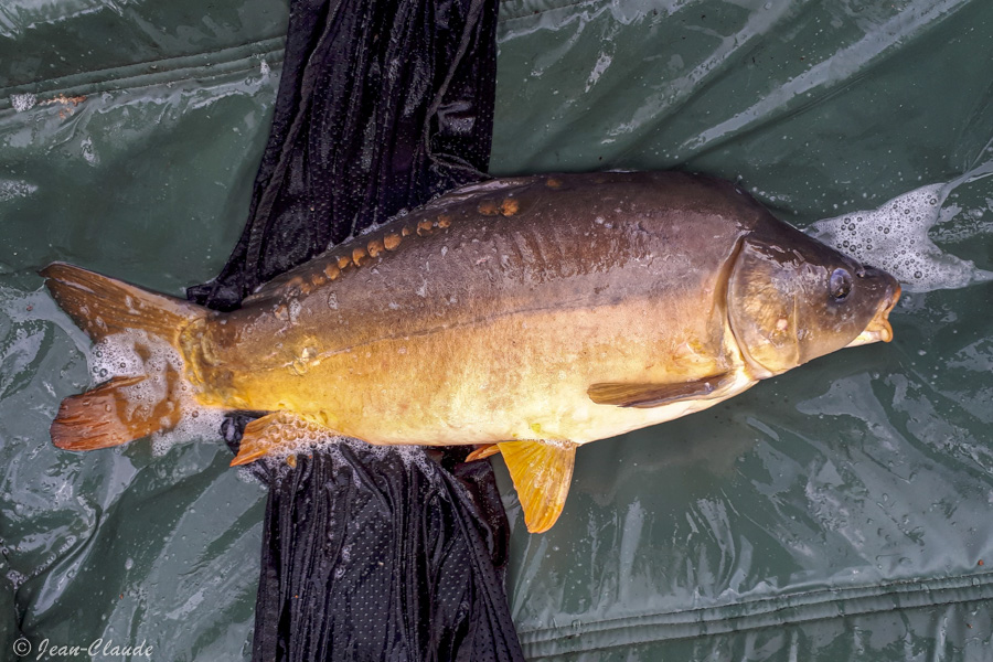 Carpe de 7 kg prise à la longue canne