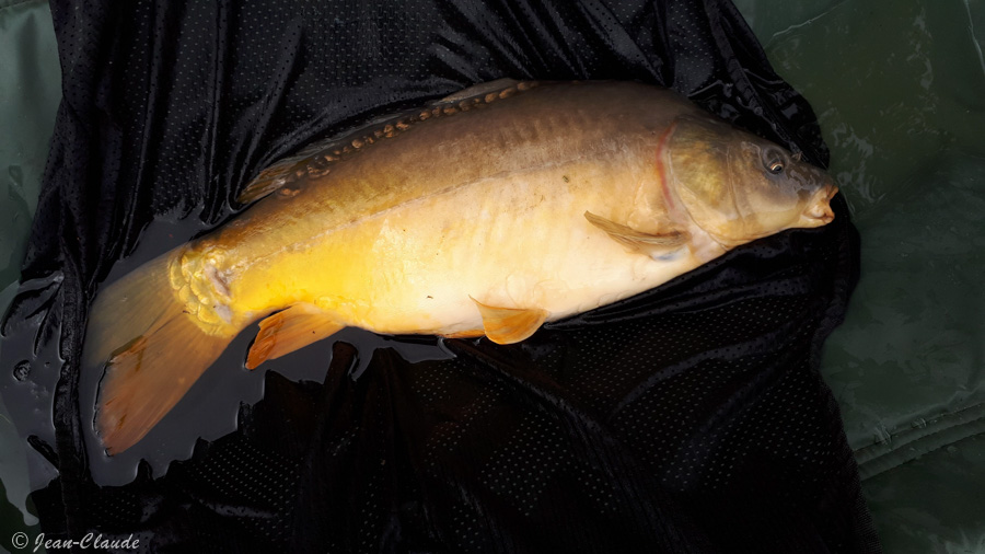 Carpe de 4kg au coup