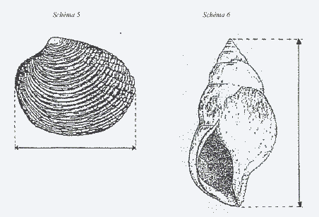 Comment mesurer un coquillage