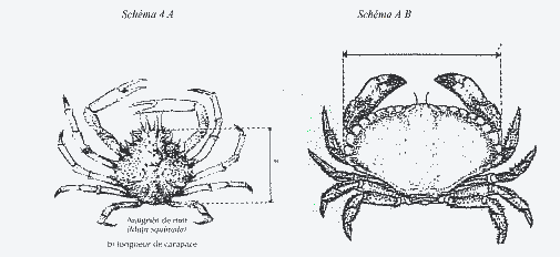 Comment mesurer un crabe