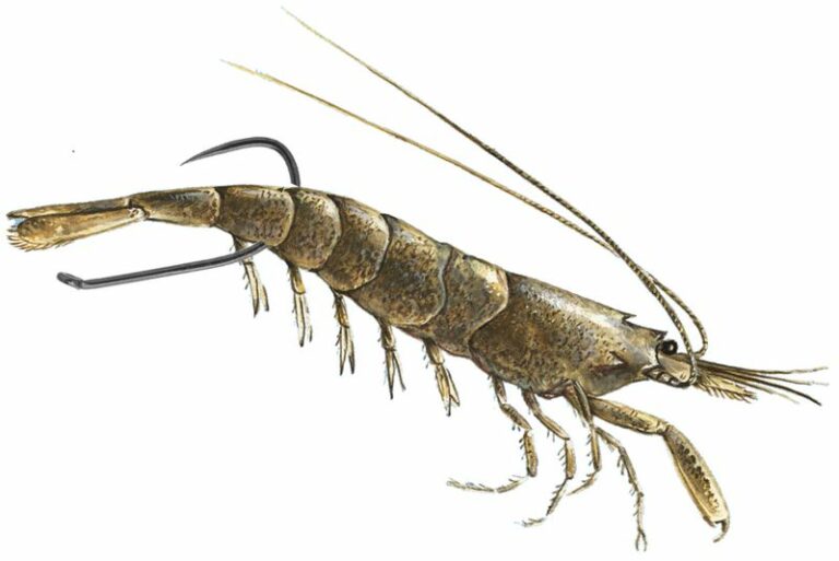 La crevette grise pêche et cuisson