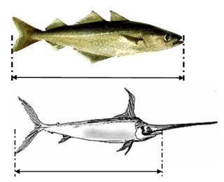 Comment mesurer un poisson.