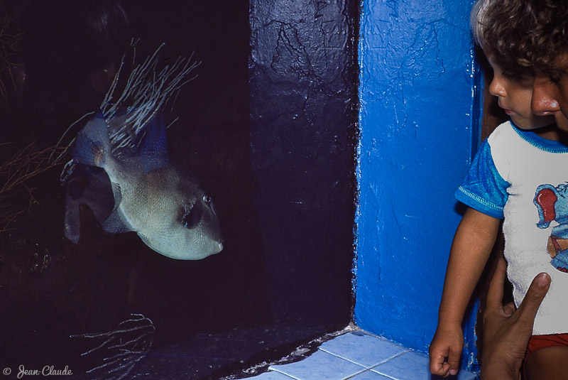 Baliste à l’aquarium de Banyuls-sur-Mer, 1986