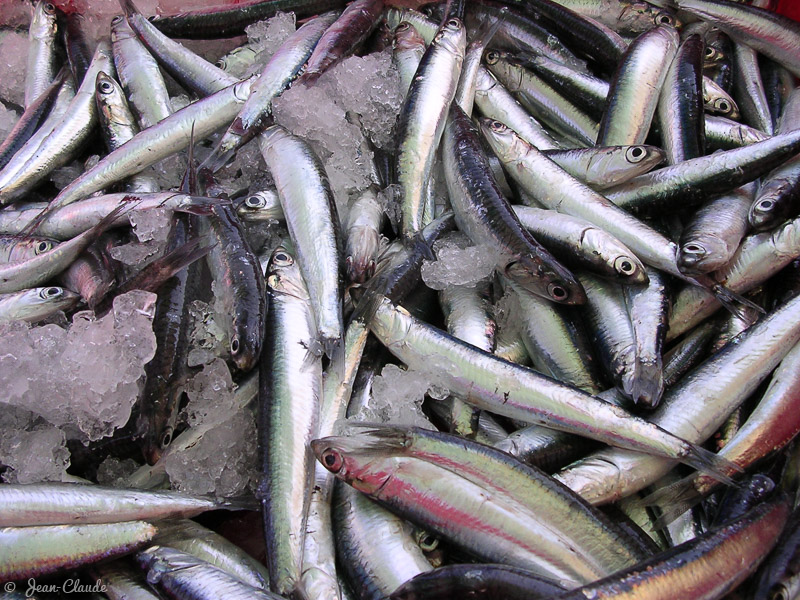 Port-Vendres - Les anchois à la criée, 2003