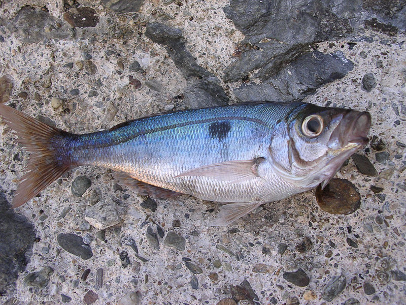 La Mendole. - Banyuls-sur-Mer, 2003