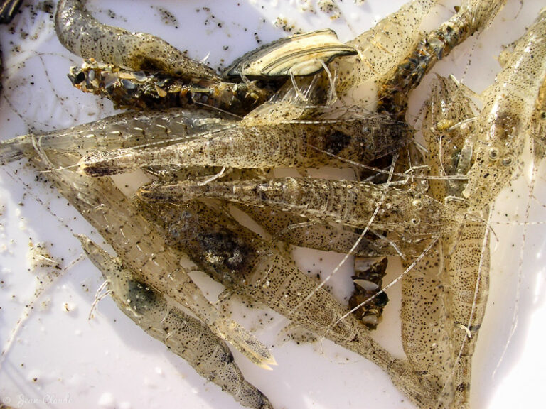 La crevette grise pêche et cuisson