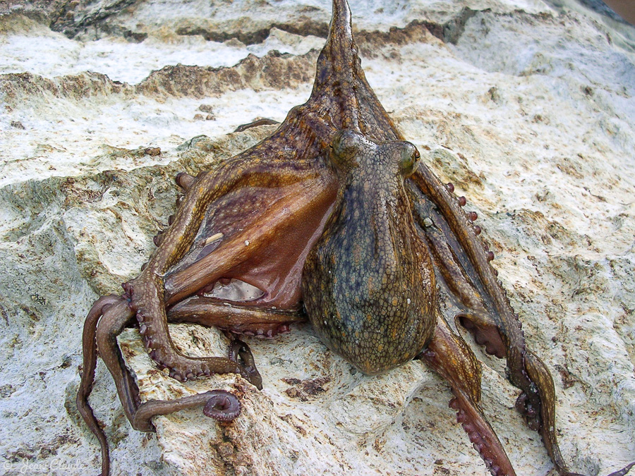 Pieuvre en Méditerranée. - Banyuls-sur-Mer, 2004