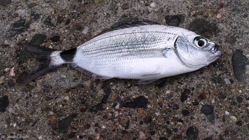 Une Oblade. - Banyuls-sur-Mer, 2005