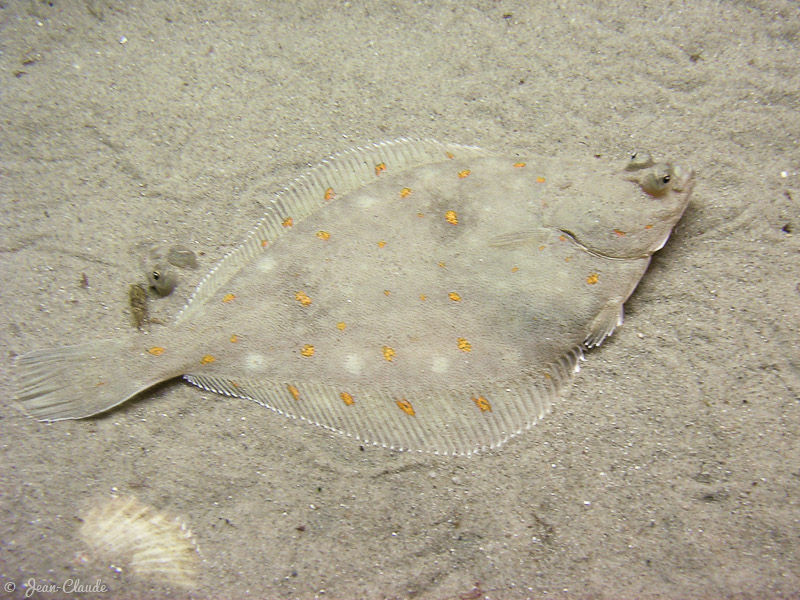 Un Carrelet - photo prise à Naussica - Boulogne-sur-Mer, 2007