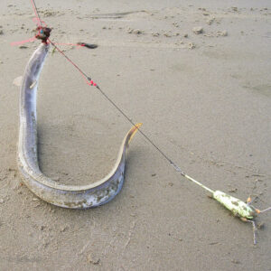 Anguille prise au surfcasting sur la plage des escardines à Oye-plage - Pas-de-Calais, 2005