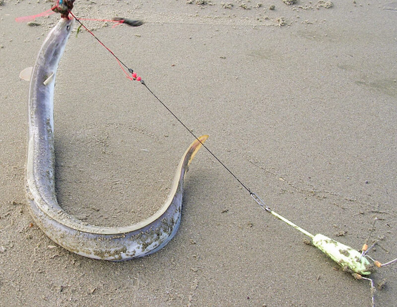 Anguille prise au surfcasting sur la plage des escardines à Oye-plage - Pas-de-Calais, 2005