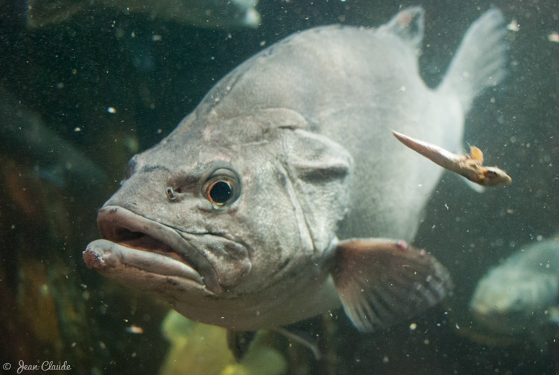 Cernier, aquarium de Maréis, 2012