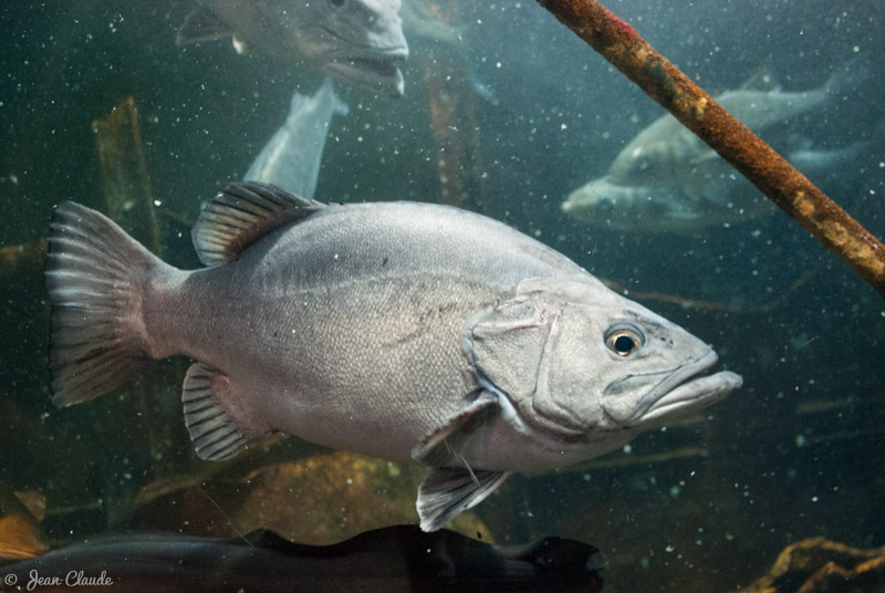 Cernier, aquarium de Maréis, 2012