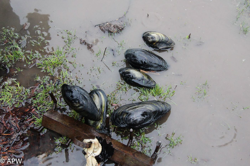 Colonie de moules - Photo Amicale des Pêcheurs de Wambrechies, 2014