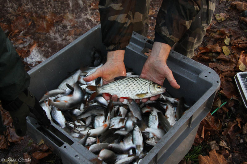 Le poisson de la prochaine saison de pêche, 2014