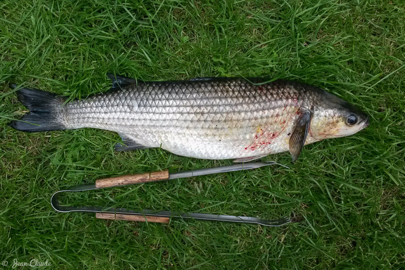 Pêche du mulet au minéralier - DK, 2015