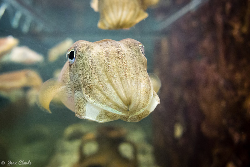 Bébé seiche. - Estran cité de la mer à Dieppe, 2016