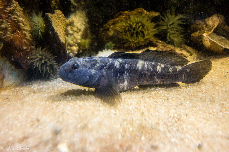 Gobie noir. - Aquarium d'Arcachon, 2017