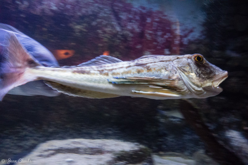 Grondin - Aquarium d’Arcachon, 2017