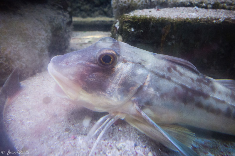 Grondin - Aquarium d’Arcachon, 2017