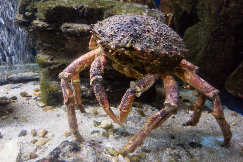 Araignée de mer - Aquarium d'Arcachon, 2017