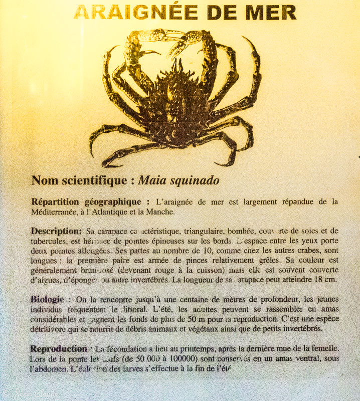 Araignée de mer - la fiche explicative - Aquarium d'Arcachon, 2017