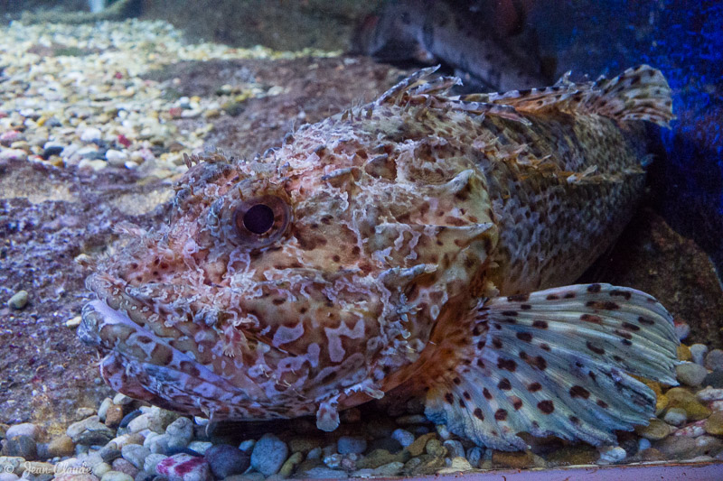 Rascasse rouge - Aquarium d'Arcachon, 2017