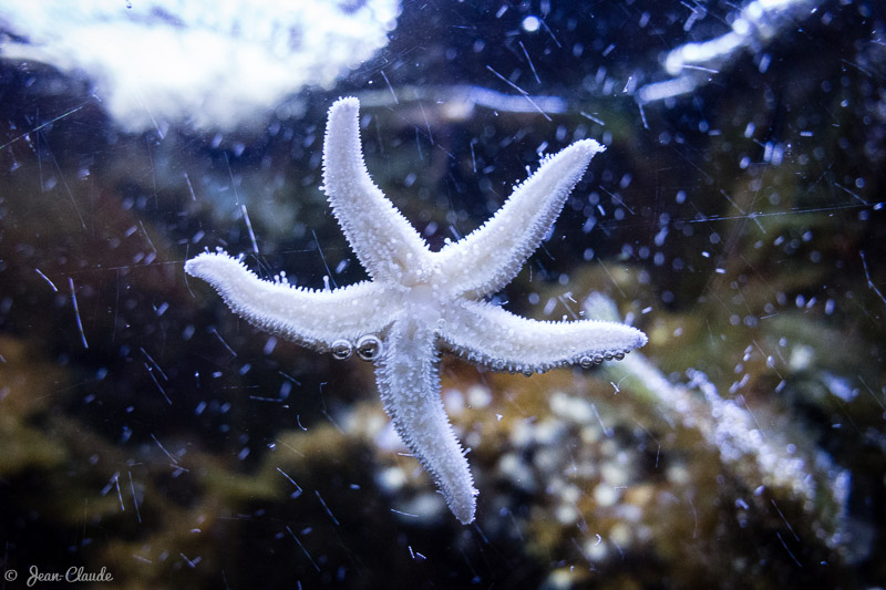 Etoile de mer commune - Aquarium d’Arcachon, 2017