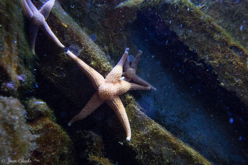 Etoile de mer commune - Aquarium d’Arcachon,2017