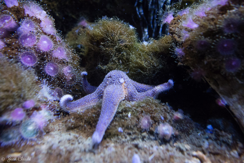 Etoile de mer commune - Aquarium d’Arcachon, 2017