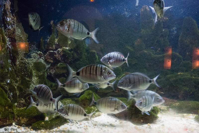 Sars communs - Aquarium d'Arcachon, 2017
