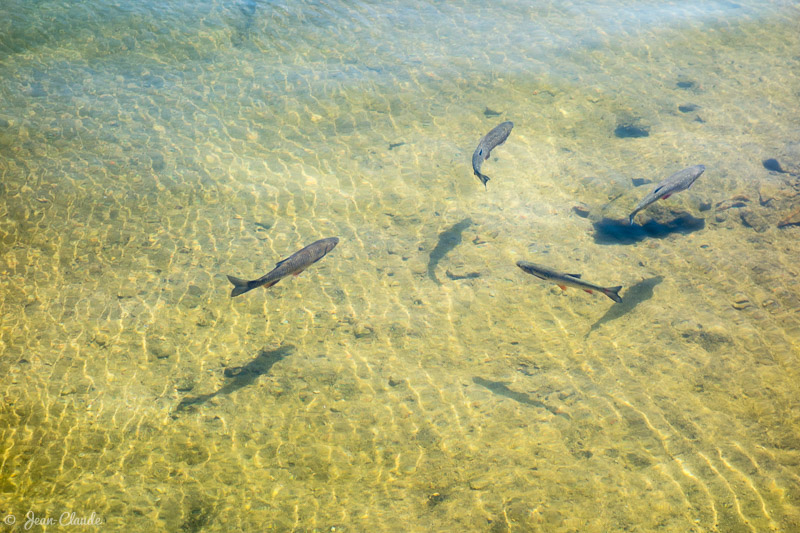 Poissons en surface côté du quai Waremme. - Gérardmer, 2017