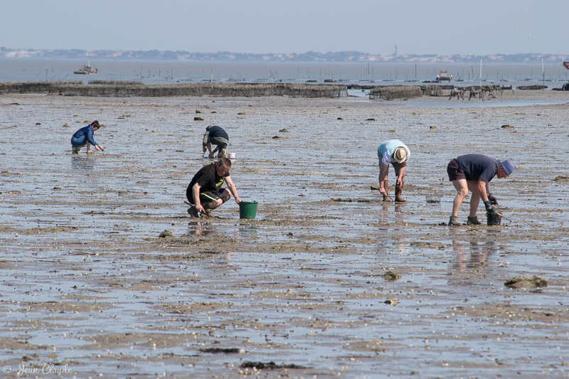 Passage du Gois et polder Sébastopol. - Ile de Noirmoutier, 2018