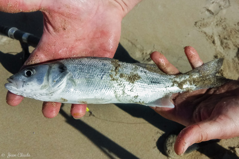 Petit bar au surfcasting sur la Plage de Barbâtre. - Ile de Noirmoutier, 2018