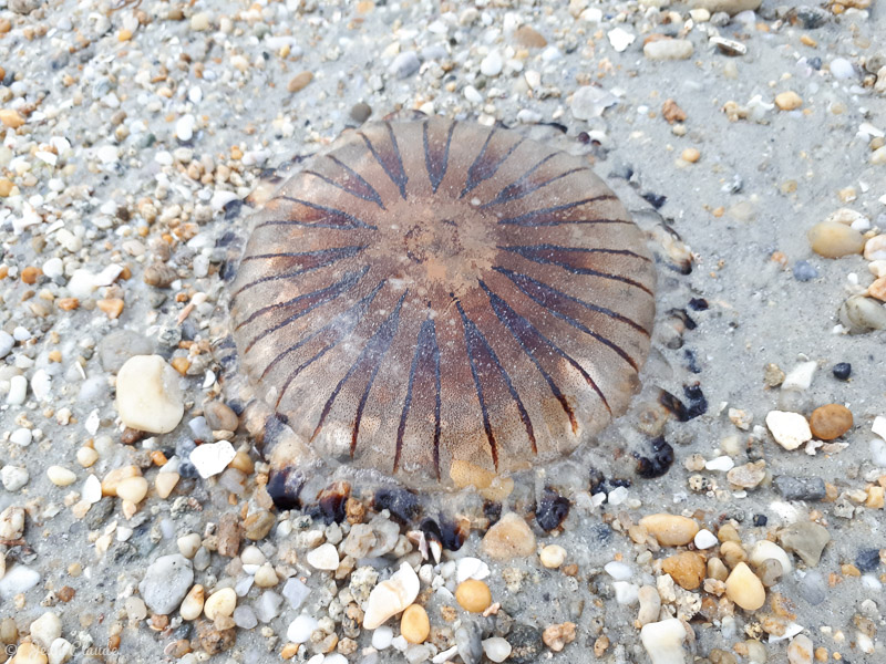 Méduse échouée. - Carnac 2018