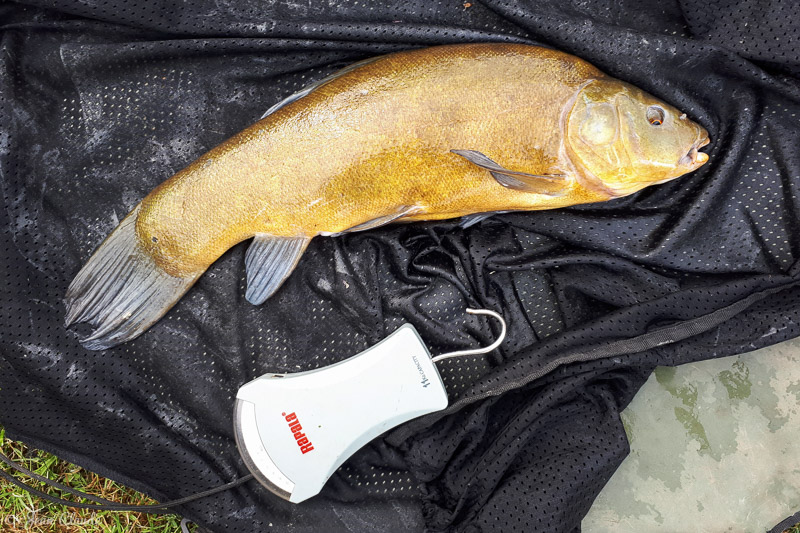 Une tanche capturée au coup 1 kg, 2018