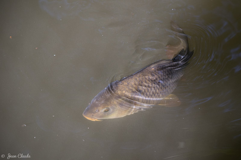 Carpe au zoo d’Amiens, 2018