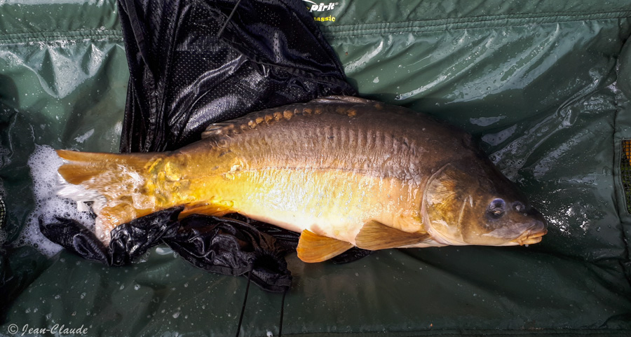 Carpe 7,5kg