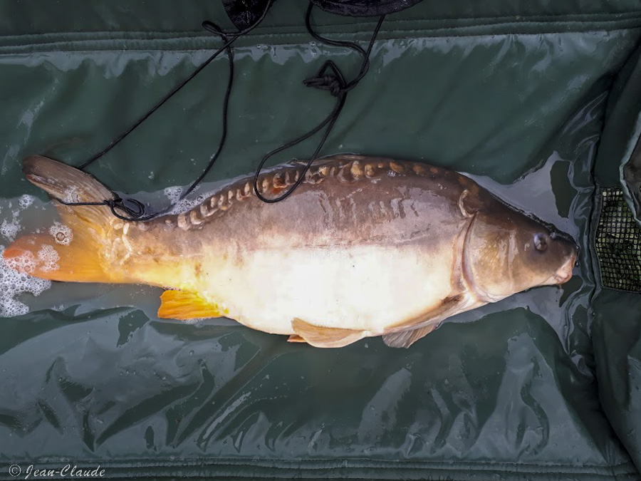carpe 7 kg au lancer