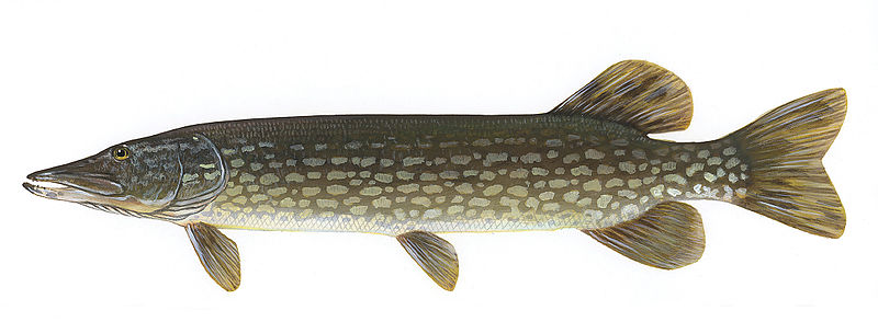Le brochet (Esox lucius) - Drawing by Timothy Knepp, Public domain, via Wikimedia Commons