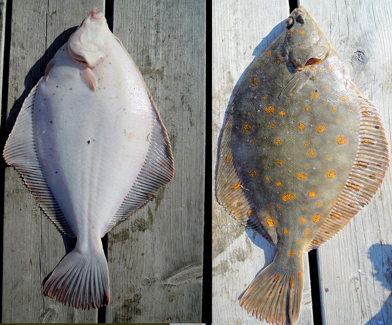 he European plaice, Pleuronectes platessa - in Norway. - By Arnstein Rønning, via Wikimedia Commons