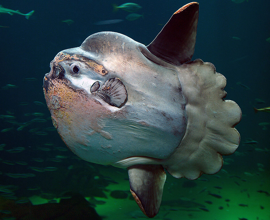 Mola mola - Per-Ola Norman, Public domain, via Wikimedia Commons