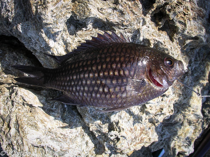 Petite Castagnole. - Banyuls-sur-Mer, 2003