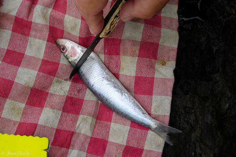 1 - Couper la tête de la sardine