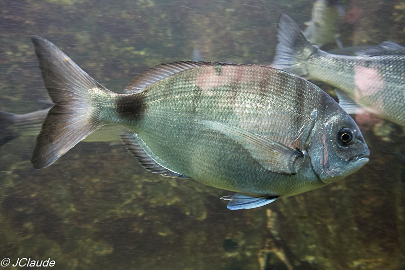 Photographie d'une dorade prise à l'aquarium Estran cité de la mer. - Dieppe, 2016