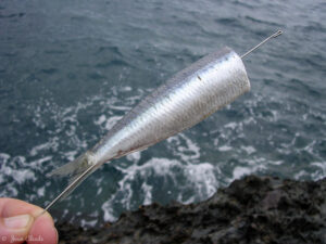 2. Transpercer à l’aide d’une aiguille à locher le corps de la sardine en suivant l’arête principale - On doit la sentir frotter à l’aiguille