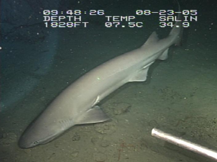 Hexanchus griseus By Operation Deep Scope 2005 Expedition: NOAA Office of Ocean Exploration; Harbor Branch Oceanographic Institution - Public domain, via Wikimedia Commons